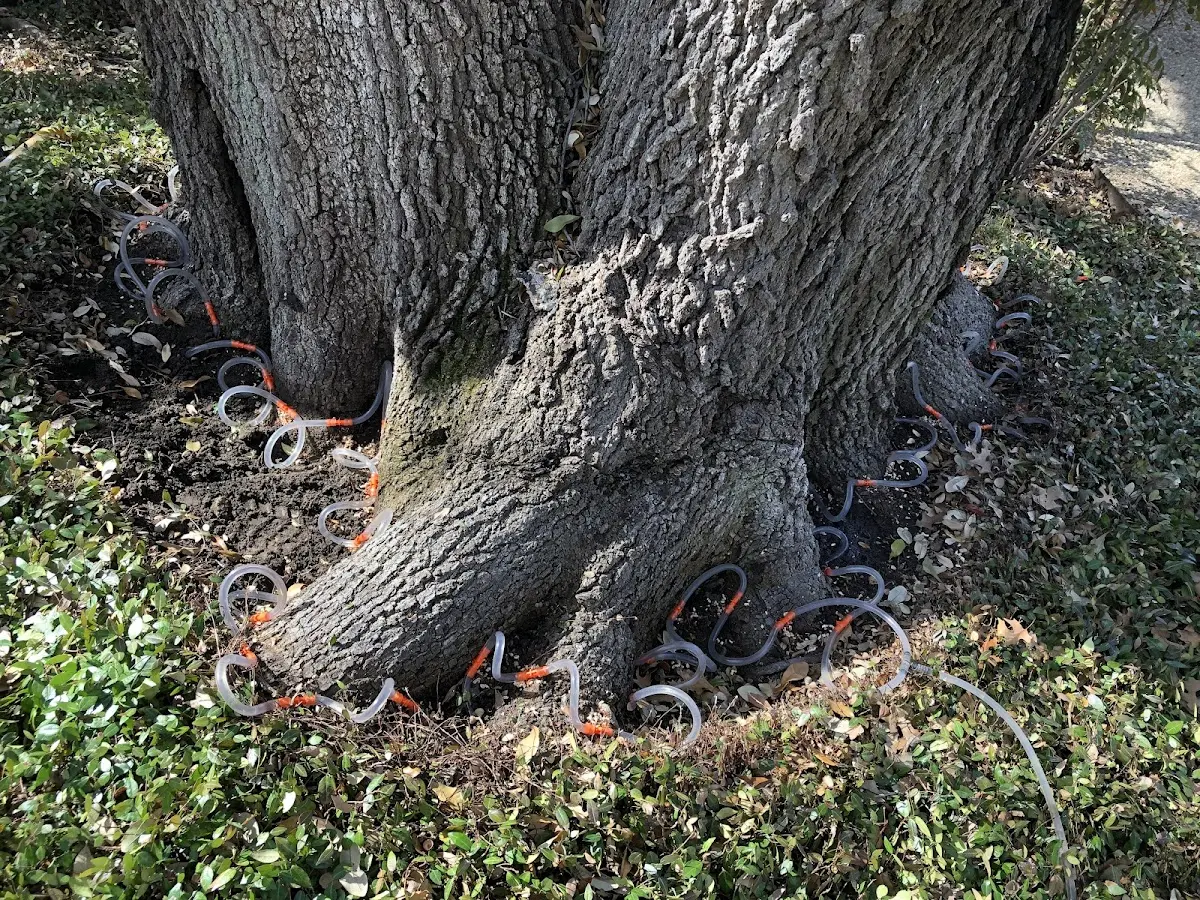 Detailed Shrub and Hedge Trimming job site in Cypress
