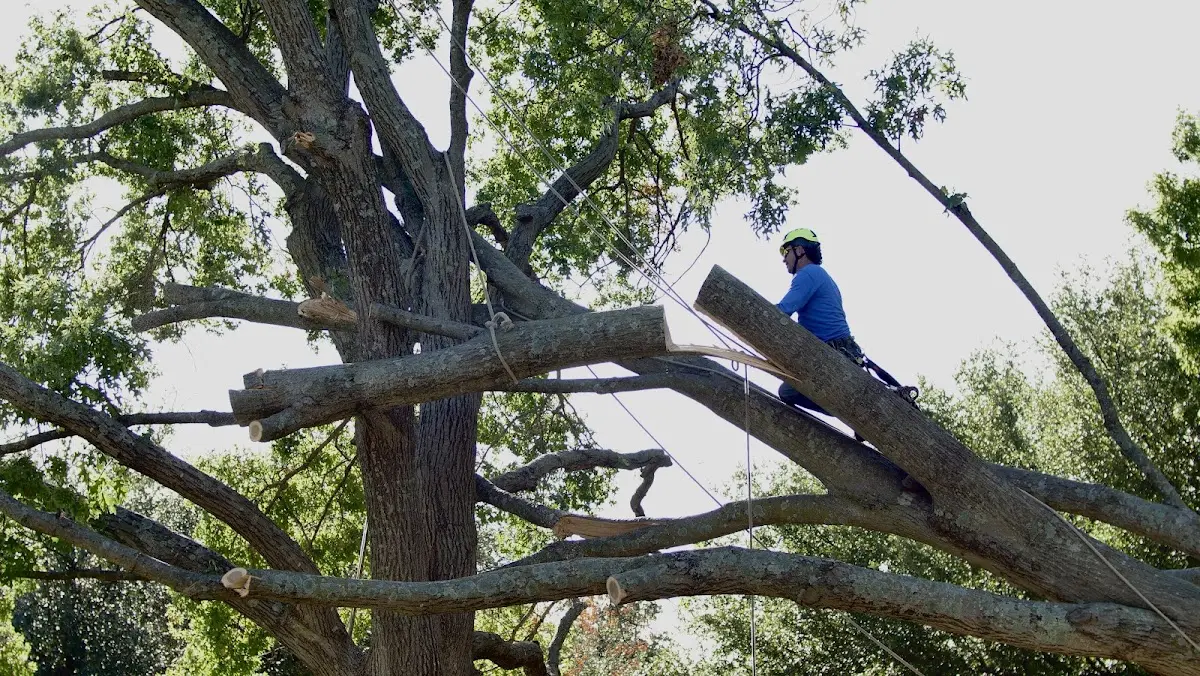 Professional Hazardous Tree Removal performed by certified arborists in Cypress