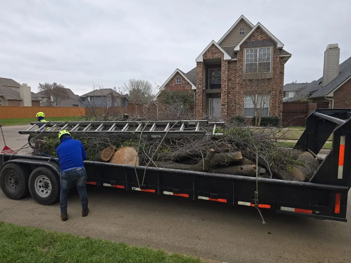 Expert Tree Fertilization with proper safety equipment in Cypress